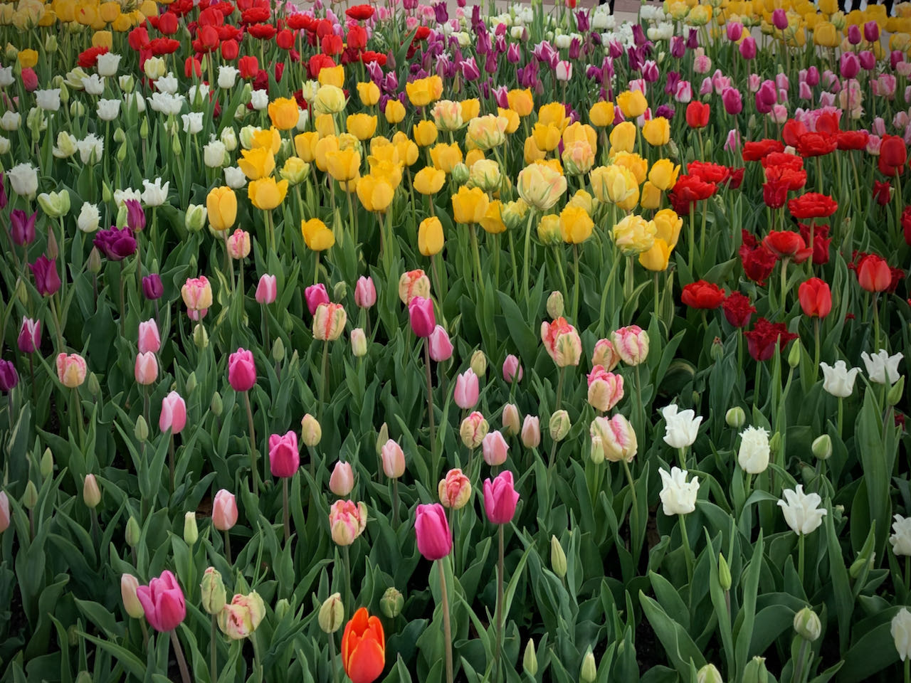 Imagine Joy In Tulip Colors-a Poem - A Scriptured Life